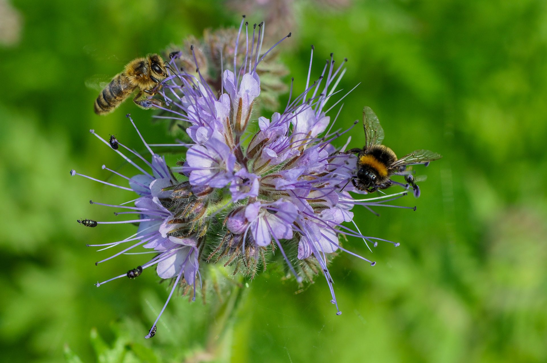 Bienen Bl Hfl Chen Bienen Schweiz