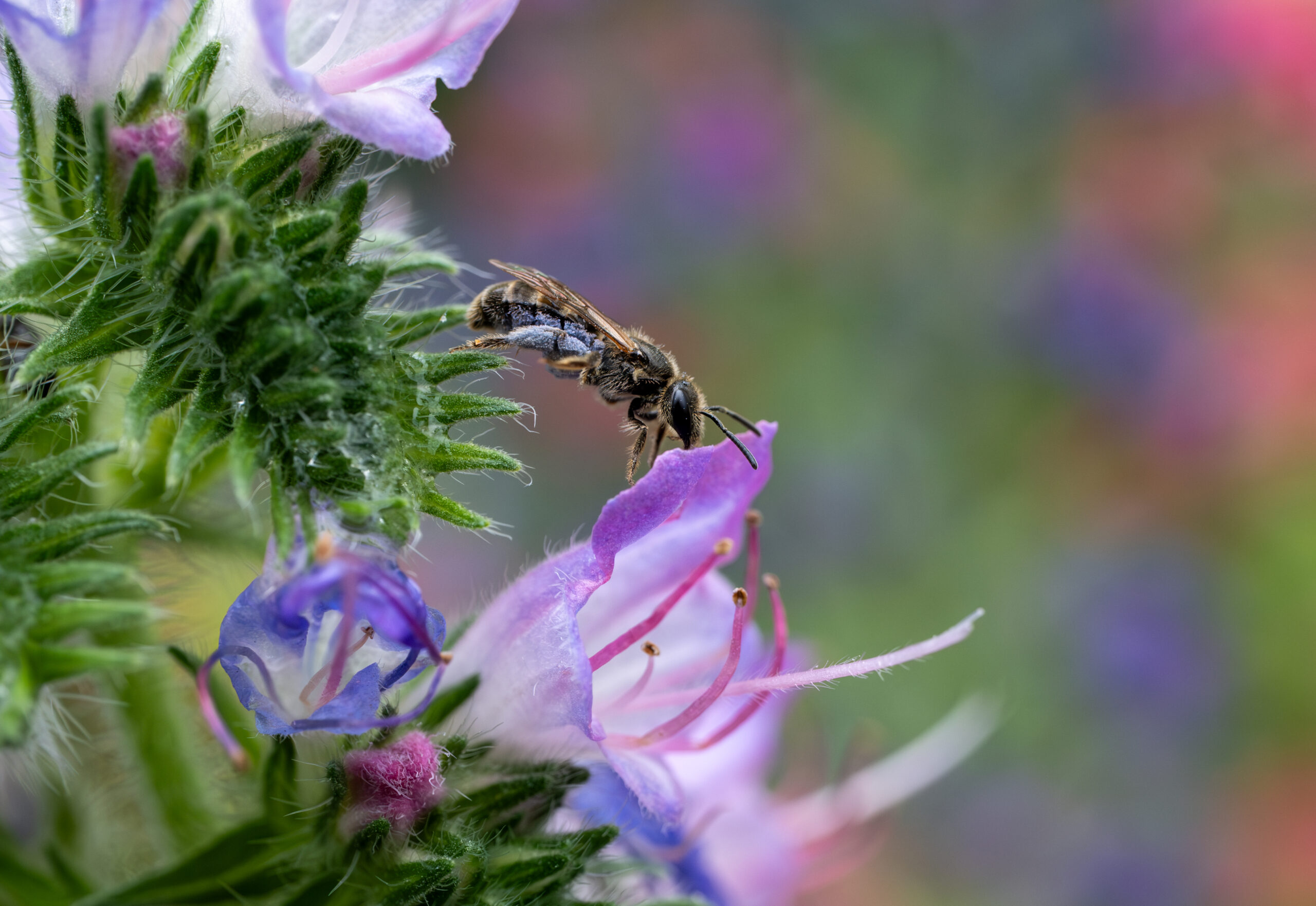 Fast die Hälfte der Wildbienen ist bedroht