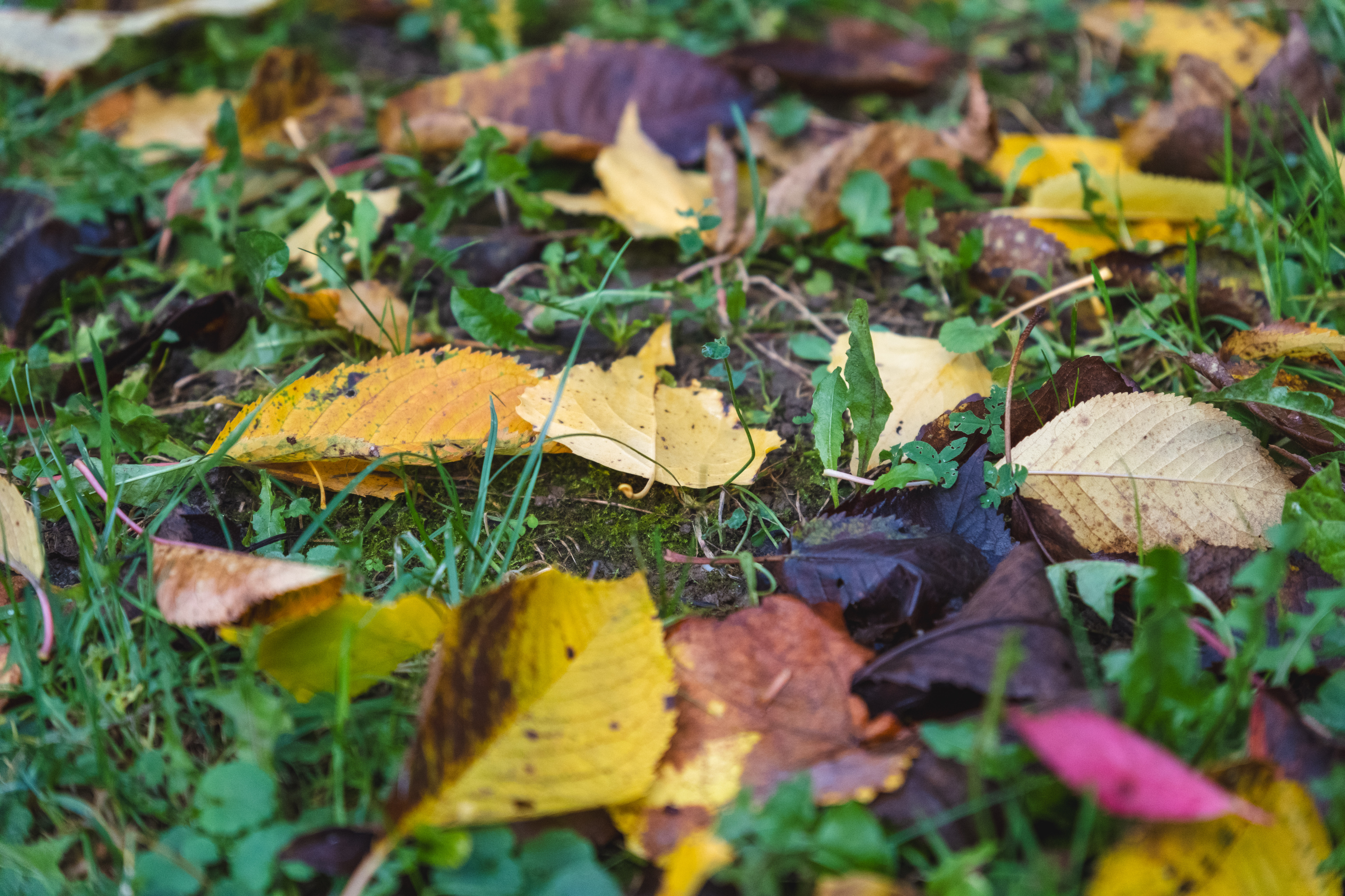 Herbst im Bienengarten