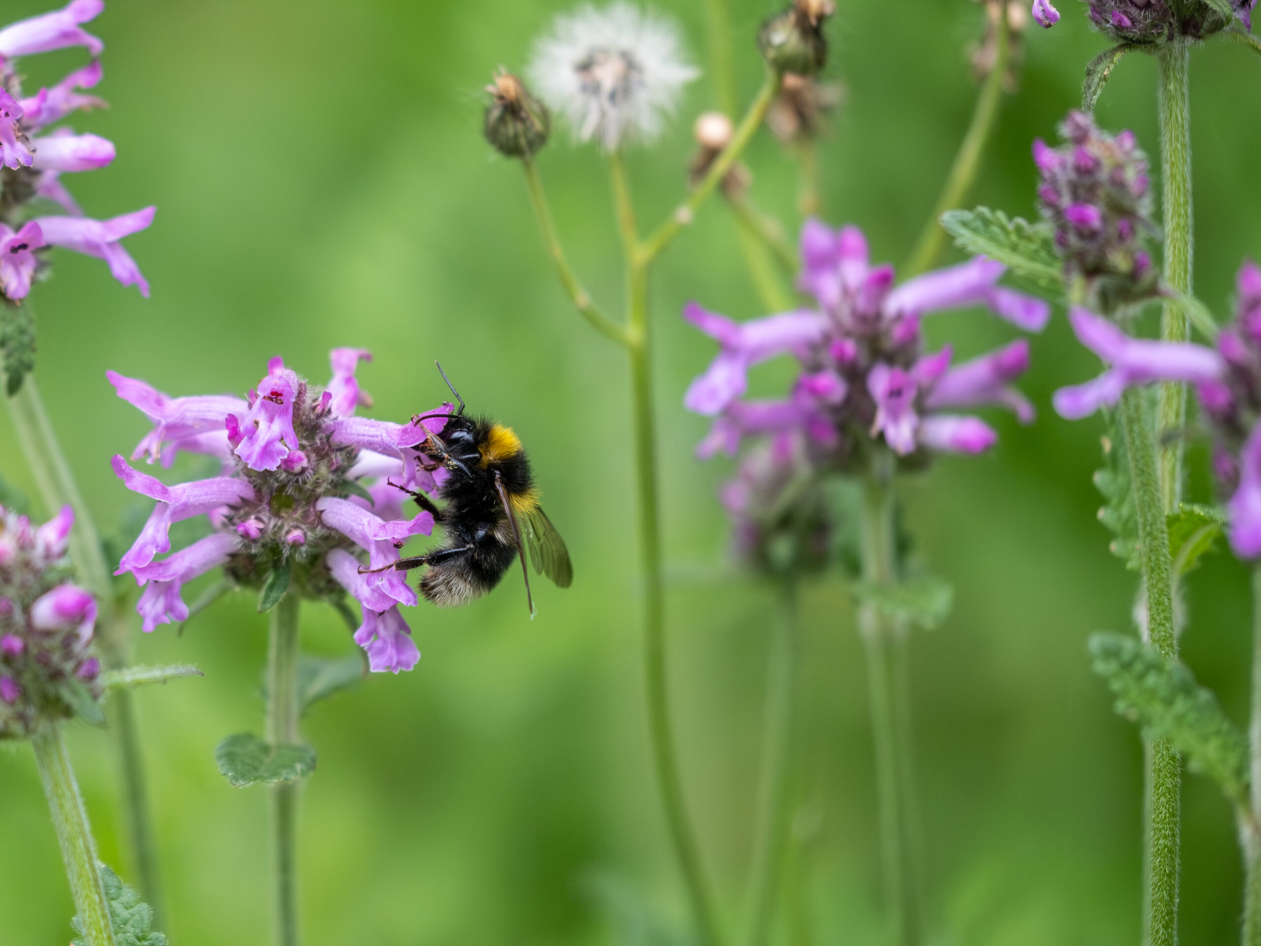Neue Website der Stiftung für die Bienen – Einsatz für eine nachhaltige Zukunft
