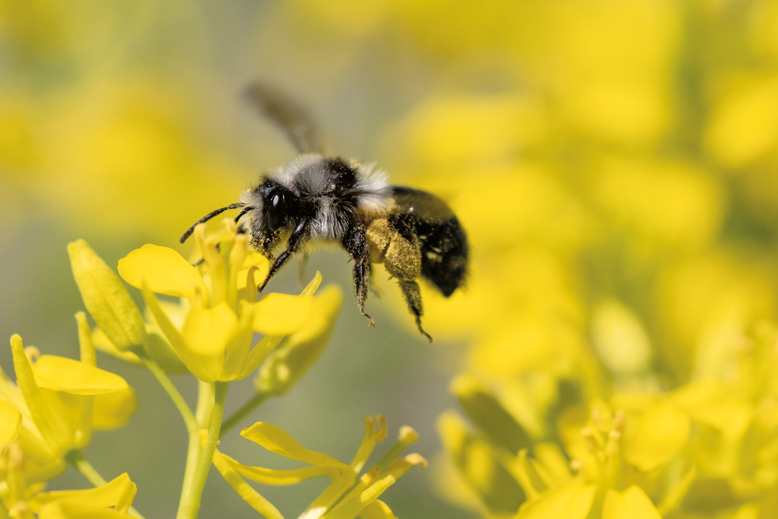 Die Aschgraue Sandbiene ist Biene des Jahres 2025