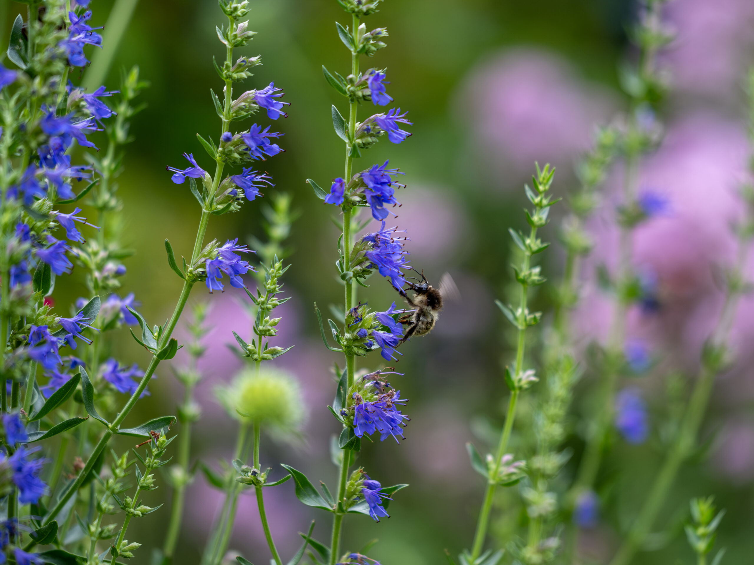Ein summender Kräutergarten